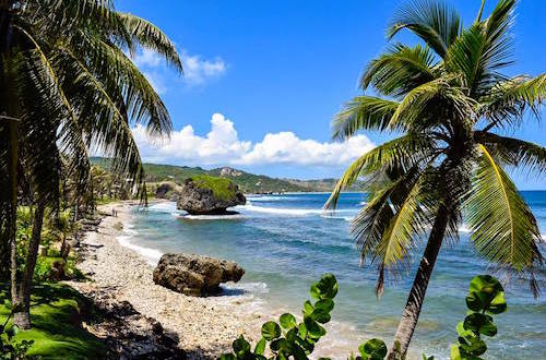 Bathsheba Beach in Barbados Palm Trees