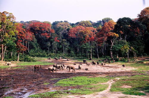 Dzanga Clearing with Elephants