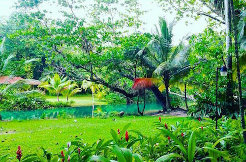 Green Garden in Jamaica