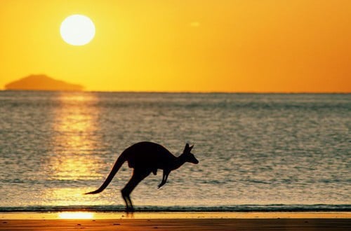 Kangaroo_australia