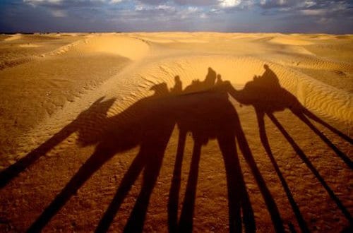 Shadow of Camels on Sand in Niger