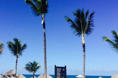 Palm Trees Blue Sky in Dominican Republic