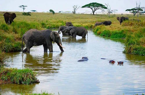 Serengeti _Tanzania