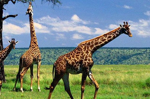 Giraffes in Volcanoes National Park Rwanda