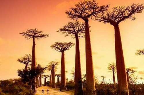 Trees at Sunset in Madagascar