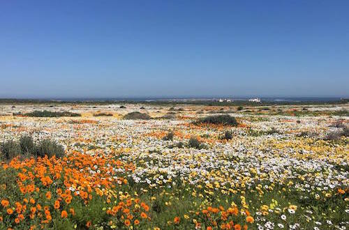 flowers_South Africa